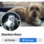 Julie Benz Instagram - Real conversations I have with friends about Bamboo… (and don’t even think about finding his Facebook account because I don’t know his password 🤐) I miss him and his lies🥰