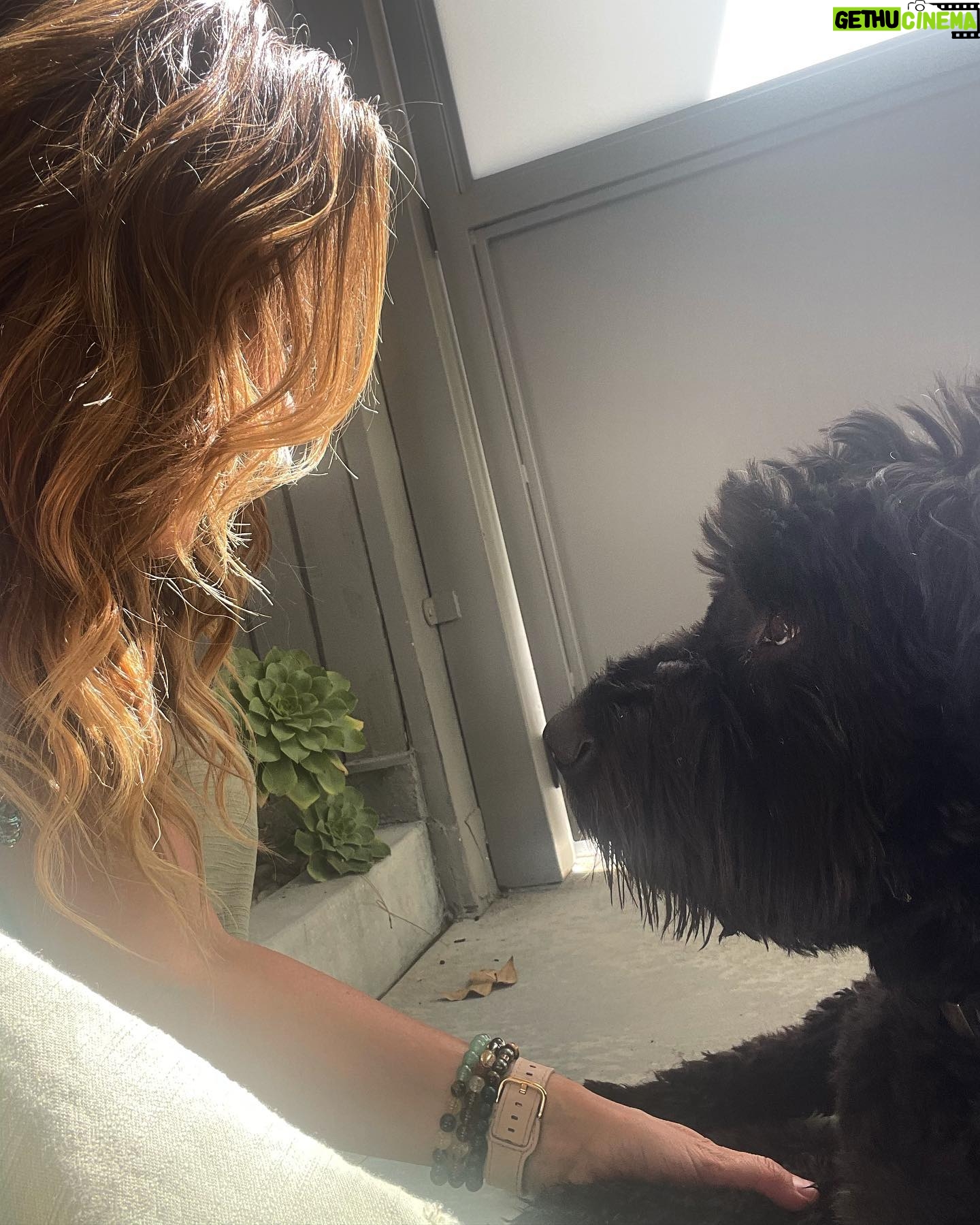 Julie Benz Instagram - The best therapist has 4 legs and fur #dogtherapyisthebesttherapy #bouviersofinstagram #mybear @mathes_bdf