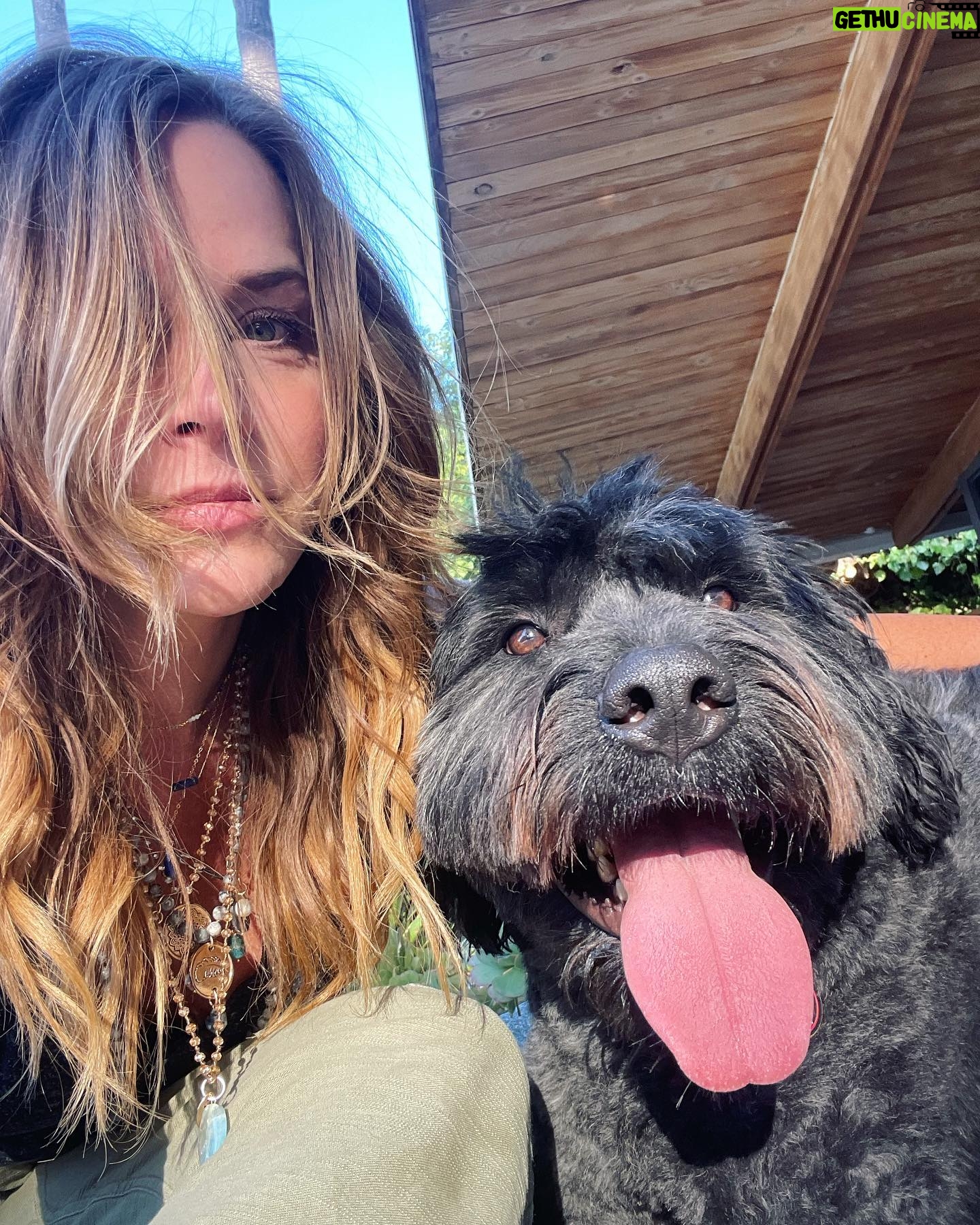 Julie Benz - 5.2K Likes - When you have 4 dogs…. EVERYDAY IS #NATIONALDOGDAY 😱🤣 which proves that my house is run by the dogs 🐻 🐻 🐶 🐶 I’m just here to feed and scoop the poop 💩 photo #2 is typical of me and ozzy 🤪 #mylifeisrunbydogs #mypack #bouviersofinstagram #havaneseofinstagram #morkiesofinstagram