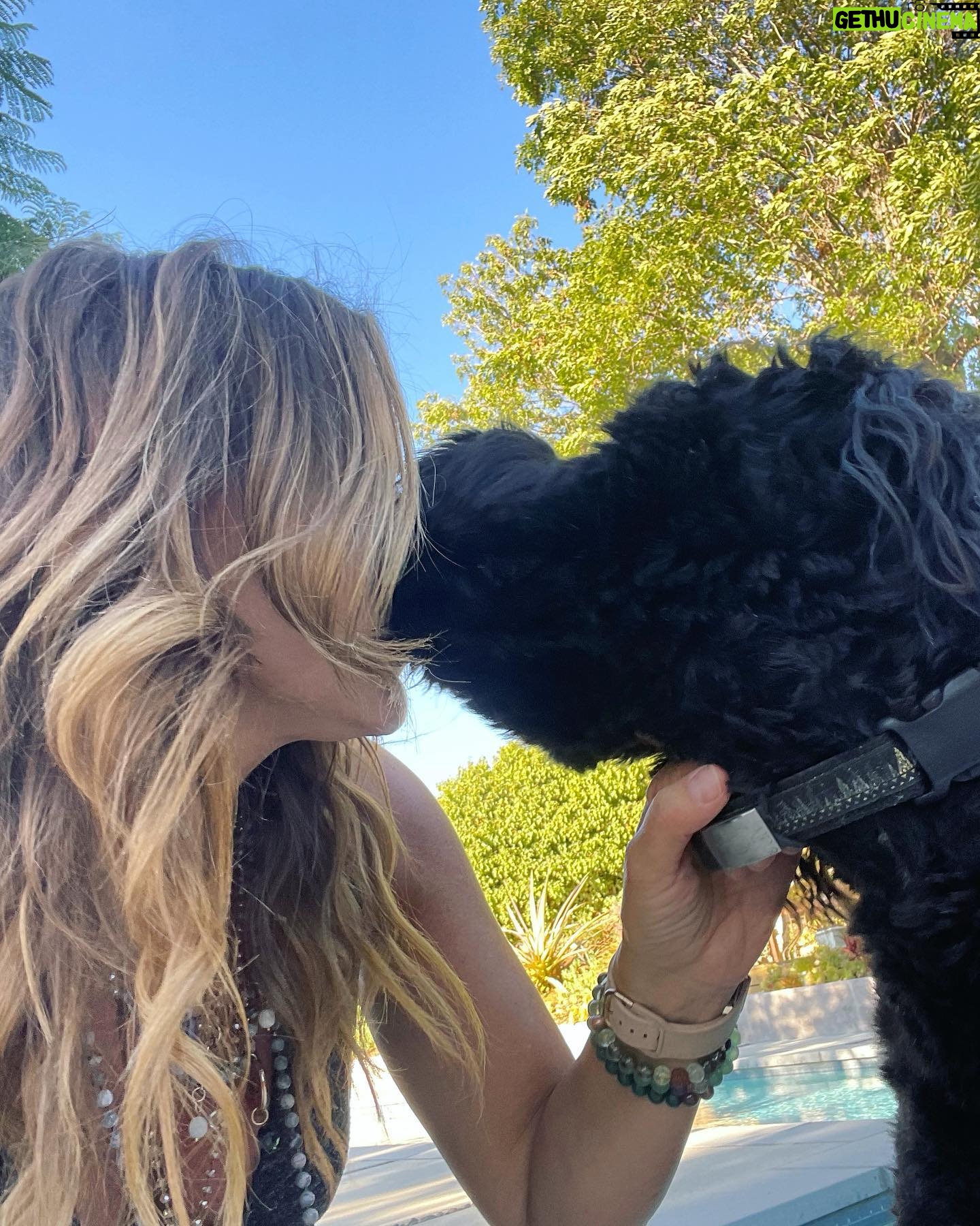 Julie Benz - 5.2K Likes - When you have 4 dogs…. EVERYDAY IS #NATIONALDOGDAY 😱🤣 which proves that my house is run by the dogs 🐻 🐻 🐶 🐶 I’m just here to feed and scoop the poop 💩 photo #2 is typical of me and ozzy 🤪 #mylifeisrunbydogs #mypack #bouviersofinstagram #havaneseofinstagram #morkiesofinstagram