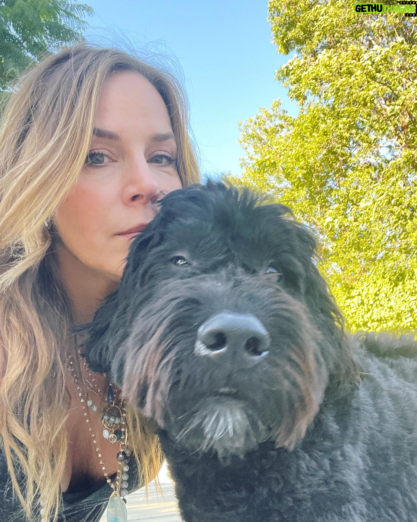 Julie Benz - 5.2K Likes - When you have 4 dogs…. EVERYDAY IS #NATIONALDOGDAY 😱🤣 which proves that my house is run by the dogs 🐻 🐻 🐶 🐶 I’m just here to feed and scoop the poop 💩 photo #2 is typical of me and ozzy 🤪 #mylifeisrunbydogs #mypack #bouviersofinstagram #havaneseofinstagram #morkiesofinstagram