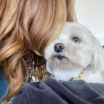 Julie Benz Instagram – When you have 4 dogs…. EVERYDAY IS #NATIONALDOGDAY 😱🤣 which proves that my house is run by the dogs 🐻 🐻 🐶 🐶 I’m just here to feed and scoop the poop 💩 photo #2 is typical of me and ozzy 🤪 #mylifeisrunbydogs #mypack #bouviersofinstagram #havaneseofinstagram #morkiesofinstagram