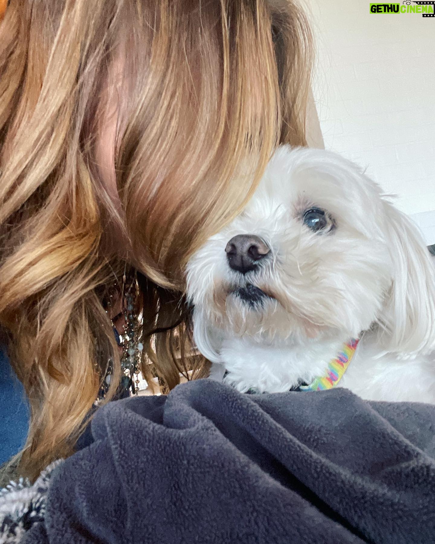 Julie Benz - 5.2K Likes - When you have 4 dogs…. EVERYDAY IS #NATIONALDOGDAY 😱🤣 which proves that my house is run by the dogs 🐻 🐻 🐶 🐶 I’m just here to feed and scoop the poop 💩 photo #2 is typical of me and ozzy 🤪 #mylifeisrunbydogs #mypack #bouviersofinstagram #havaneseofinstagram #morkiesofinstagram