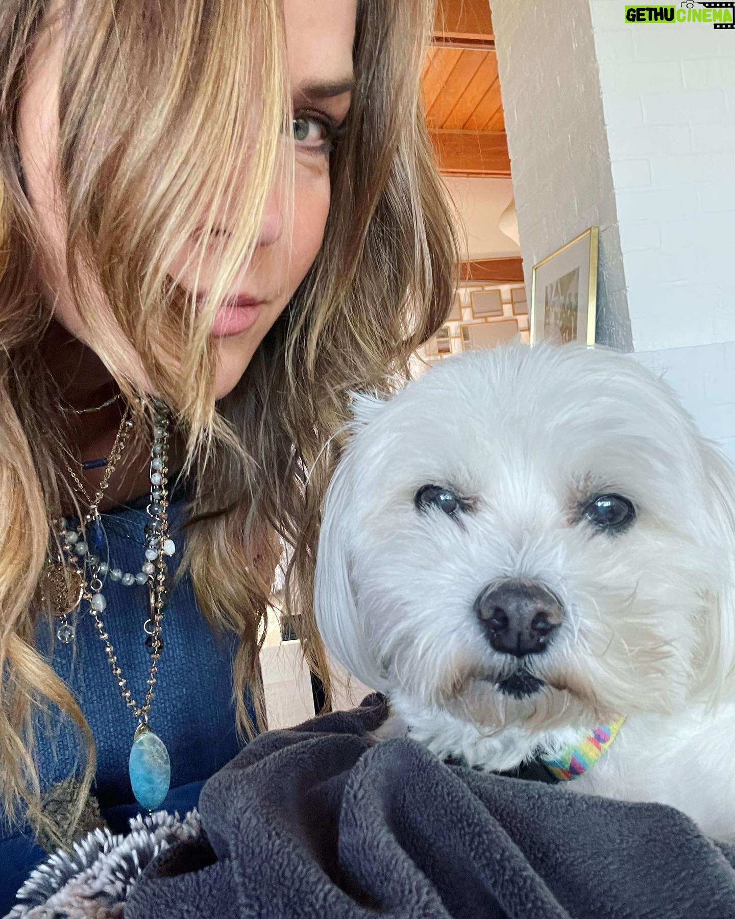 Julie Benz - 5.2K Likes - When you have 4 dogs…. EVERYDAY IS #NATIONALDOGDAY 😱🤣 which proves that my house is run by the dogs 🐻 🐻 🐶 🐶 I’m just here to feed and scoop the poop 💩 photo #2 is typical of me and ozzy 🤪 #mylifeisrunbydogs #mypack #bouviersofinstagram #havaneseofinstagram #morkiesofinstagram
