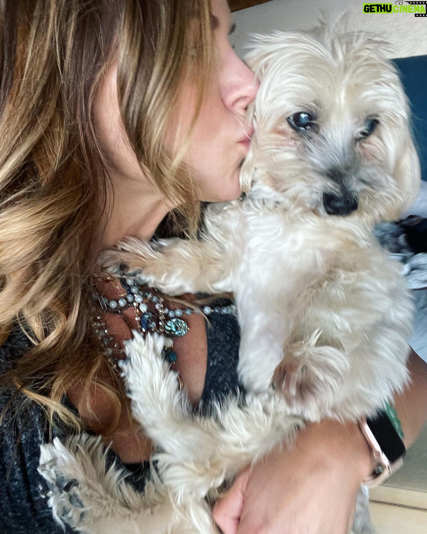 Julie Benz - 5.2K Likes - When you have 4 dogs…. EVERYDAY IS #NATIONALDOGDAY 😱🤣 which proves that my house is run by the dogs 🐻 🐻 🐶 🐶 I’m just here to feed and scoop the poop 💩 photo #2 is typical of me and ozzy 🤪 #mylifeisrunbydogs #mypack #bouviersofinstagram #havaneseofinstagram #morkiesofinstagram