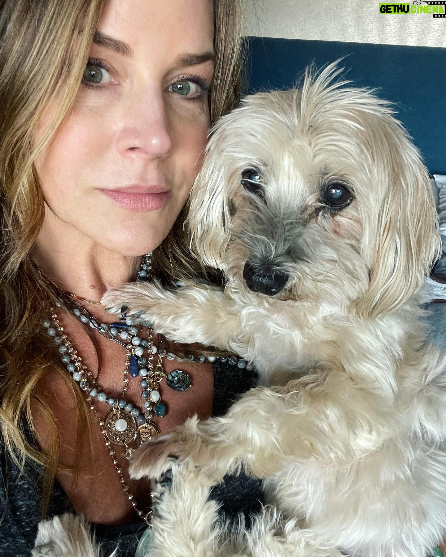 Julie Benz - 5.2K Likes - When you have 4 dogs…. EVERYDAY IS #NATIONALDOGDAY 😱🤣 which proves that my house is run by the dogs 🐻 🐻 🐶 🐶 I’m just here to feed and scoop the poop 💩 photo #2 is typical of me and ozzy 🤪 #mylifeisrunbydogs #mypack #bouviersofinstagram #havaneseofinstagram #morkiesofinstagram