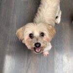 Julie Benz Instagram – Until we meet again, my Bamboo 💔 Rest peacefully. I love you forever 😘