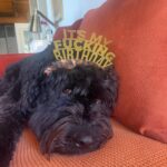 Julie Benz Instagram – Not everyone wants to grow up 🥳 Happy 4th Birthday to my gentle giant Bear 🐻 @mathes_bdf @lafcrich