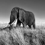 Julie de Bona Instagram - « Instinct animal » ce soir sur @france2 En Immersion totale avec les animaux sauvages 🦓🐆🐘🦏🦒🐅🐐🦧 @perrinecrosmary @diegobunuel @martange_production #instinctanimal