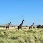 Julie de Bona Instagram - « Instinct animal » ce soir sur @france2 En Immersion totale avec les animaux sauvages 🦓🐆🐘🦏🦒🐅🐐🦧 @perrinecrosmary @diegobunuel @martange_production #instinctanimal