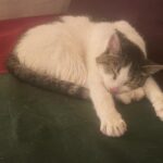 Juliette Binoche Instagram – Bacchus in his dreams. He almost left us 4 months ago. But it seems that he just wanted to carry on with us. Love saves. Thank you for staying with us 🪢