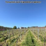 Juliette Tresanini Instagram - Rendez-vous sur le live de @juliettetresanini et @audnaturelle jeudi à 18h30 pour découvrir en avant-première la bouteille de la cuvée @laplace_romain_