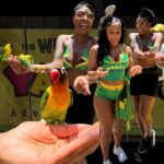 Jully Black Instagram - Zooming through the lush landscapes of Jamaica on ATVs, meeting colorful feathered friends in the Aviary, and discovering the fascinating history of Prospect Plantation at @yaamanadventurepark What an unforgettable day of fun and exploration! #YaamanAdventure #JamaicaFun #JullyBlack #VisitJamaica #Jamaica @carnivalinjamaica @visitjamaica