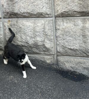 Jung Bo-min Instagram - 🌎🌱🍃🌳🐈‍⬛=😆