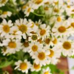 Jung Si-a Instagram - 봄🌼 #서우공주_