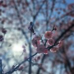Jung Si-a Instagram – 예쁜 마음의 눈으로 보는 너의 세상
그 안에 내가 살고 있음이 너무 감사해🌸
포토바이 #서우공주_