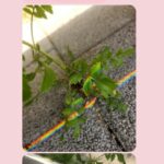 Jung Si-a Instagram - 버스정류장의 초록이가 얼만큼 자랐는지 불편하진 않은지 보살펴주는 #서우공주_ 🌱 예쁜 것들 보면 엄빠에게 나눠주어서 선물같은 하루를 보낼 수 있게 해주고~ 하늘만큼 땅만큼 사랑한다는 나의 말에 우주만큼 사랑한다며 더 큰 사랑을 주는 #쭈누_ 어느새 자라서 나보다 더 사랑해주고 위로해주는 아이들👦👧 너희들의 따뜻한 세상에 함께 살아갈 수 있음이 너무 감사해♥️