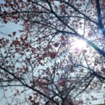 Jung Si-a Instagram – 예쁜 마음의 눈으로 보는 너의 세상
그 안에 내가 살고 있음이 너무 감사해🌸
포토바이 #서우공주_