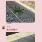 Jung Si-a Instagram - 버스정류장의 초록이가 얼만큼 자랐는지 불편하진 않은지 보살펴주는 #서우공주_ 🌱 예쁜 것들 보면 엄빠에게 나눠주어서 선물같은 하루를 보낼 수 있게 해주고~ 하늘만큼 땅만큼 사랑한다는 나의 말에 우주만큼 사랑한다며 더 큰 사랑을 주는 #쭈누_ 어느새 자라서 나보다 더 사랑해주고 위로해주는 아이들👦👧 너희들의 따뜻한 세상에 함께 살아갈 수 있음이 너무 감사해♥️
