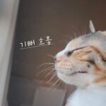 Jung Si-a Instagram – 예쁜 마음의 눈으로 보는 너의 세상
그 안에 내가 살고 있음이 너무 감사해🌸
포토바이 #서우공주_