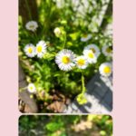 Jung Si-a Instagram - 버스정류장의 초록이가 얼만큼 자랐는지 불편하진 않은지 보살펴주는 #서우공주_ 🌱 예쁜 것들 보면 엄빠에게 나눠주어서 선물같은 하루를 보낼 수 있게 해주고~ 하늘만큼 땅만큼 사랑한다는 나의 말에 우주만큼 사랑한다며 더 큰 사랑을 주는 #쭈누_ 어느새 자라서 나보다 더 사랑해주고 위로해주는 아이들👦👧 너희들의 따뜻한 세상에 함께 살아갈 수 있음이 너무 감사해♥️