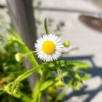 Jung Si-a Instagram - 버스정류장의 초록이가 얼만큼 자랐는지 불편하진 않은지 보살펴주는 #서우공주_ 🌱 예쁜 것들 보면 엄빠에게 나눠주어서 선물같은 하루를 보낼 수 있게 해주고~ 하늘만큼 땅만큼 사랑한다는 나의 말에 우주만큼 사랑한다며 더 큰 사랑을 주는 #쭈누_ 어느새 자라서 나보다 더 사랑해주고 위로해주는 아이들👦👧 너희들의 따뜻한 세상에 함께 살아갈 수 있음이 너무 감사해♥️