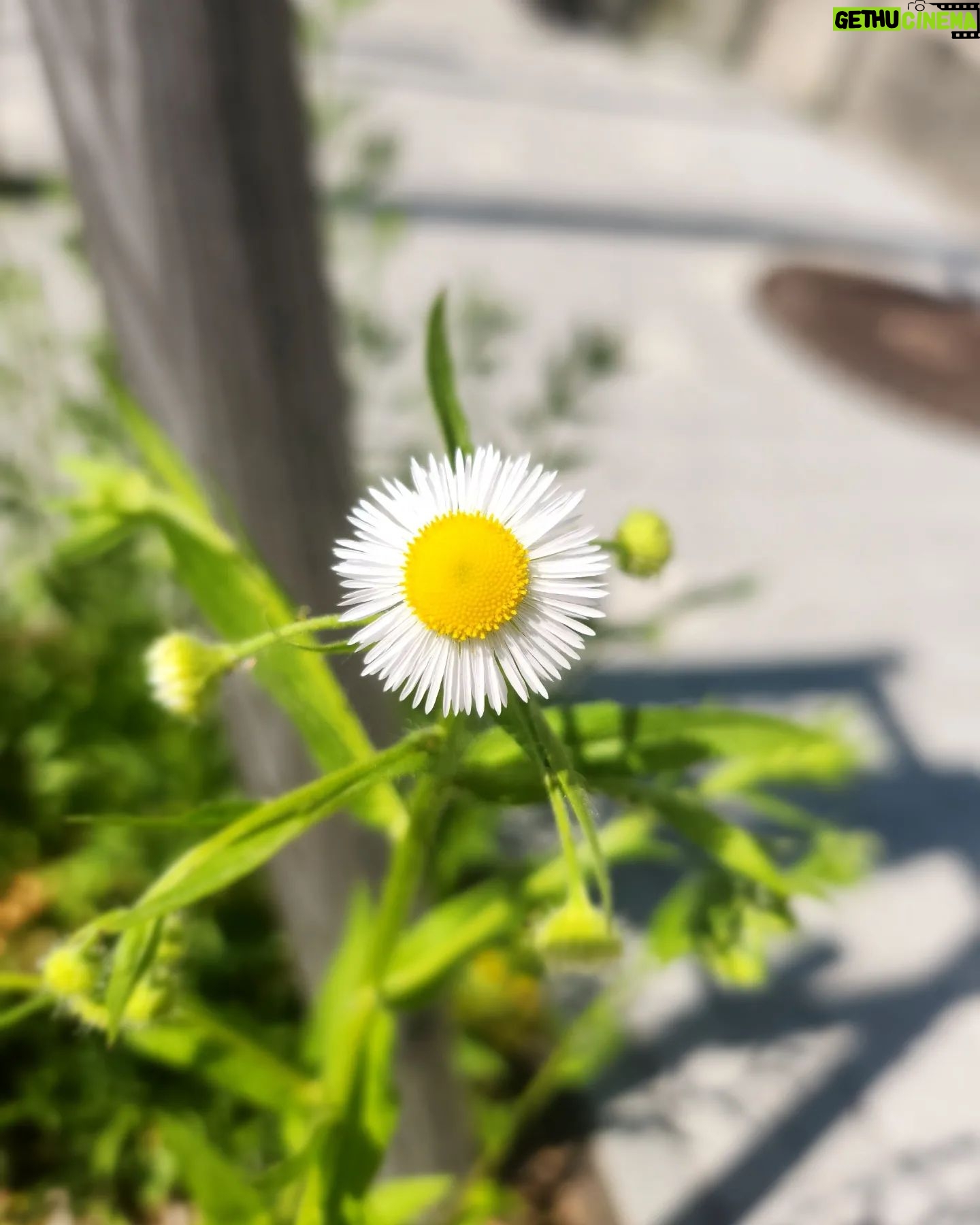 Jung Si-a Instagram - 버스정류장의 초록이가 얼만큼 자랐는지 불편하진 않은지 보살펴주는 #서우공주_ 🌱 예쁜 것들 보면 엄빠에게 나눠주어서 선물같은 하루를 보낼 수 있게 해주고~ 하늘만큼 땅만큼 사랑한다는 나의 말에 우주만큼 사랑한다며 더 큰 사랑을 주는 #쭈누_ 어느새 자라서 나보다 더 사랑해주고 위로해주는 아이들👦👧 너희들의 따뜻한 세상에 함께 살아갈 수 있음이 너무 감사해♥️