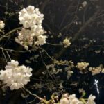 Jung Si-a Instagram - My March
