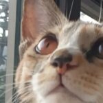 Jung Si-a Instagram - 물도 잘먹는 울 코코. 코코야 오래오래 건강하쟈. 안고 창밖 구경시켜주다가 물려서 피 봄. 덕분에 집사의 상식 획득. 미안했는지 자고 일어나니 제일 좋아하는 방울장난감 침대밑에 갖다놓음.