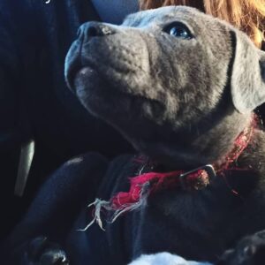 Justine Le Pottier Instagram - Gump
2 mois et demi 
Bienvenue à la maison potichien ❤️

(Oui je sais son collier est déchiré, on lui en a racheté un autre depuis 😆)
.
.
.
.
.
#staffie #staffiesofinstagram #staffordshirebullterrier #staffielove #chiot #puppy #puppylove #puppystaffy