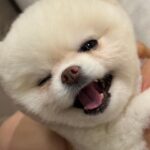 Kabby Hui Instagram - 🐶