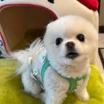 Kabby Hui Instagram - 🐶