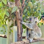 Kabby Hui Instagram - 🐨why so cuteeeeee