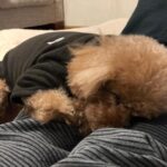 Kaho Takada Instagram - たかだは今､Tバックキャンペーンをしています。よりつるつるを手に入れる為にモノは試し。摩擦を無くそうキャンペーン中。いっそノーパンでもよいのか。次はノーパンキャンペーンします。食い込みスリル気に入ってます。ぷりっ