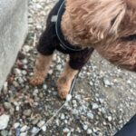 Kaho Takada Instagram - 母､弟と40分かけ無事とげとげ回収🦔 取る作業時給発生して欲しいって毎回思うよね🦔 こゆのどうしてる？ #トイプあるある#やんちゃマドンナ