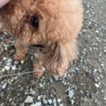 Kaho Takada Instagram - 母､弟と40分かけ無事とげとげ回収🦔 取る作業時給発生して欲しいって毎回思うよね🦔 こゆのどうしてる？ #トイプあるある#やんちゃマドンナ