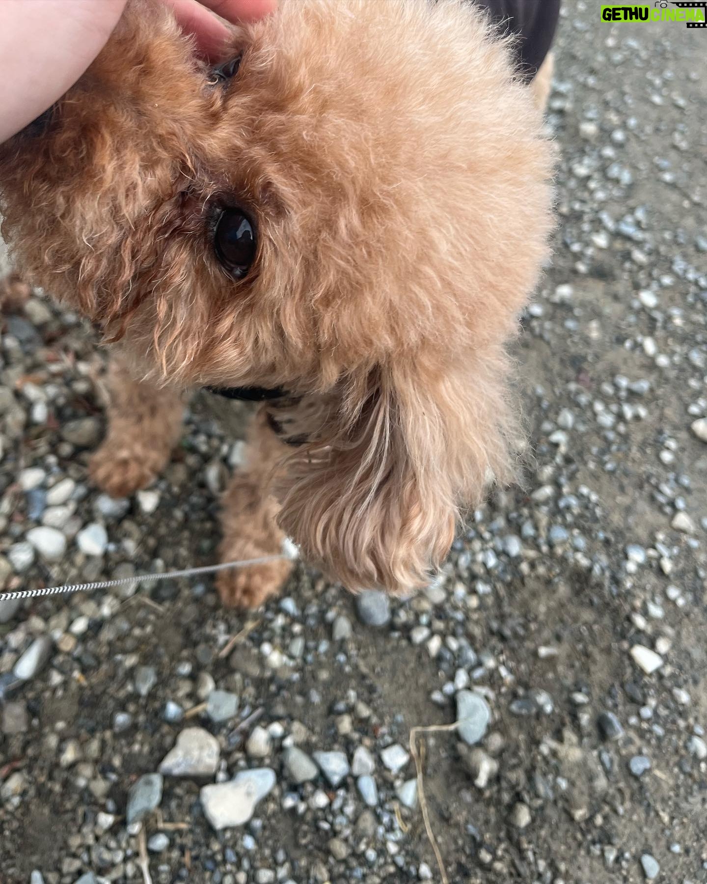 Kaho Takada Instagram - 母、弟と40分かけ無事とげとげ回収🦔 取る作業時給発生して欲しいって毎回思うよね🦔 こゆのどうしてる? #トイプあるある#やんちゃマドンナ
