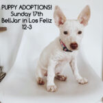 Kaitlin Doubleday Instagram – Hey LA peeps, wanna meet some cuties saved from the mean streets of Puerto Rico???