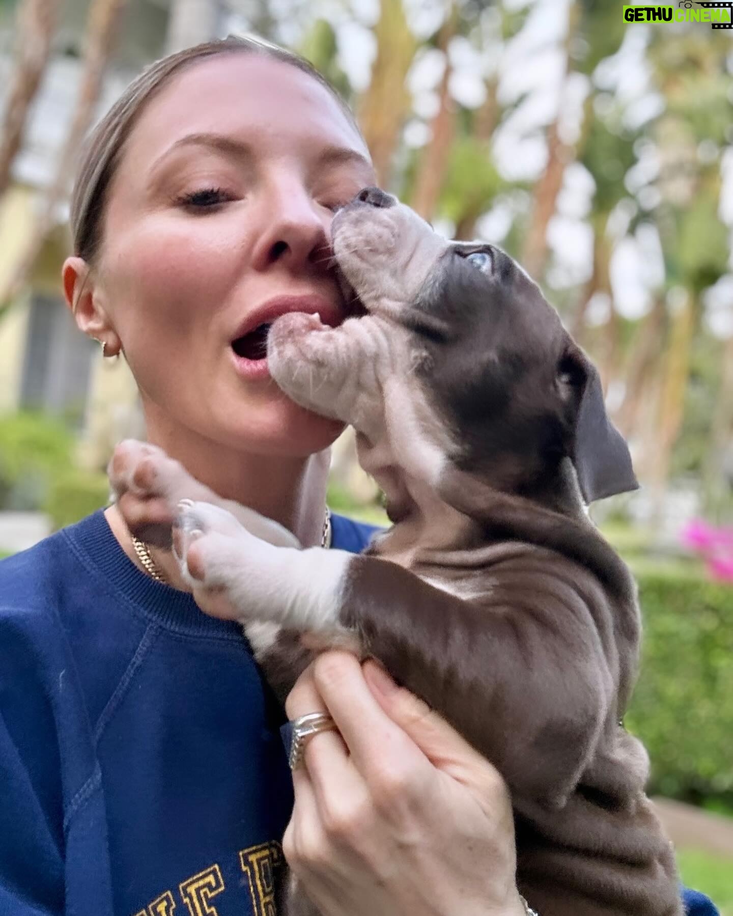 Kaitlin Doubleday Instagram - Puppies make everything better. They’re perfect. Squishy, loving, funny, silly, goofy, cuddly, soft and delicious. Honestly, it’s difficult to be around these puppies…it’s hard not to squish them…to death. Their cuteness evokes a strange violence in me. They’re too cute to be alive!!! Ok, now that we know I’m a psychopath, back to the post. Everyone deserves to love a puppy and be loved by one. The world would be a much better place if puppies like these were treated with the love they so freely give. Adopt adopt adopt!!!