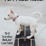 Kaitlin Doubleday Instagram – Hey LA peeps, wanna meet some cuties saved from the mean streets of Puerto Rico???