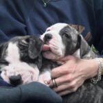 Kaitlin Doubleday Instagram – Puppies make everything better. They’re perfect. Squishy, loving, funny, silly, goofy, cuddly, soft and delicious. 

Honestly, it’s difficult to be around these puppies…it’s hard not to squish them…to death. Their cuteness evokes a strange violence in me. They’re too cute to be alive!!! 

Ok, now that we know I’m a psychopath, back to the post.  Everyone deserves to love a puppy and be loved by one. The world would be a much better place if puppies like these were treated with the love they so freely give. Adopt adopt adopt!!!