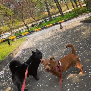 Kang Seung-hyun Instagram - 🌸 🐕