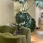 Kang Ye-won Instagram – 홈파티💕🐶🐩🥰🎄
@sweet__jjin
진이언니네🏠