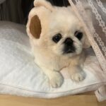 Kang Ye-won Instagram – 분명 추웠는데. .
귀가 시릴까봐
사준건데🥲