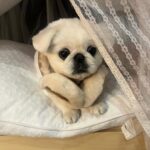 Kang Ye-won Instagram – 분명 추웠는데. .
귀가 시릴까봐
사준건데🥲