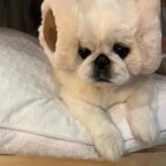 Kang Ye-won Instagram – 분명 추웠는데. .
귀가 시릴까봐
사준건데🥲
