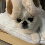 Kang Ye-won Instagram – 분명 추웠는데. .
귀가 시릴까봐
사준건데🥲