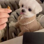Kang Ye-won Instagram – 우리🩵🫶🐶