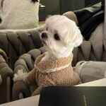 Kang Ye-won Instagram – 우리🩵🫶🐶