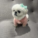 Kang Ye-won Instagram – 내겐 너무 무거운 그녀🐶🤎